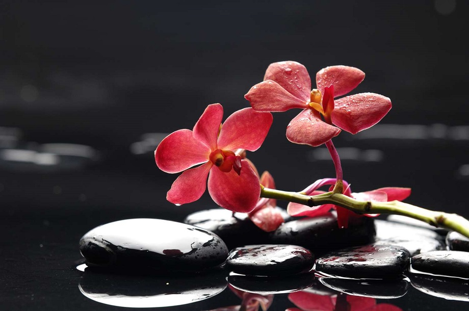 Фотообои De-Art Красная орхидея V4-010
