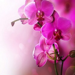 Фотообои De-Art Розовая орхидея V3-012