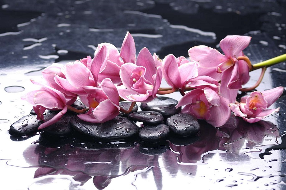 Фотообои De-Art Орхидеи на камнях V4-040