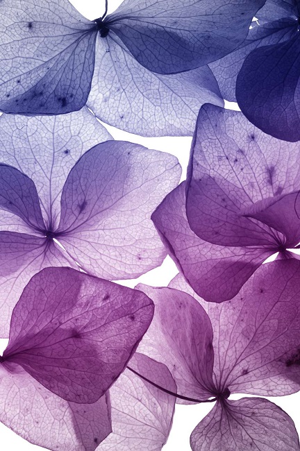 Фотообои De-Art Фиолетовые лепестки V2-021