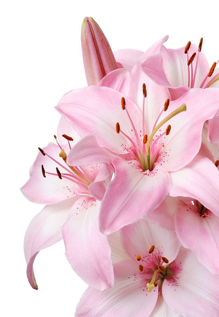 Фотообои De-Art Розовые лилии V2-042