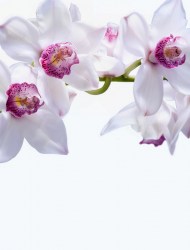 Фотообои Greenberry 259 Белоснежная Орхидея