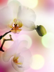Фотообои Greenberry Орхидея 042