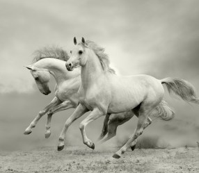 Фотообои Greenberry Белые лошади 078