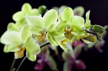Фотообои Greenberry Дикая орхидея 242
