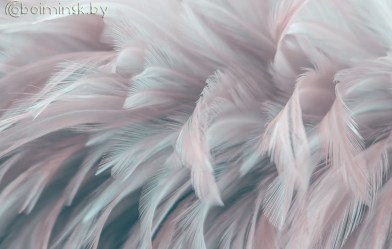 Фотообои De-Art Перья макро