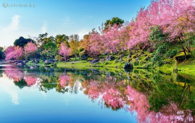 Фотообои De-Art Розовый берег