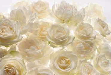 3д флизелиновые фотообои с белыми розами Komar XXL4-007 Шалимар